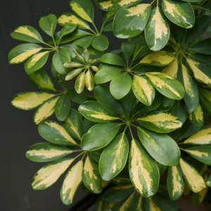 šatirana schefflera Arboricola održavanje