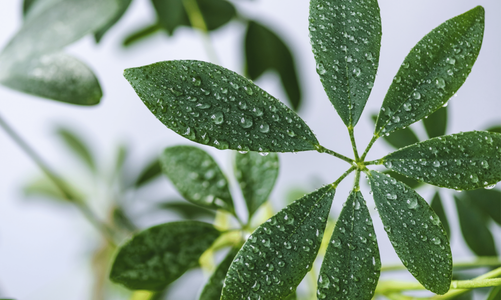 schefflera Arboricola održavanje