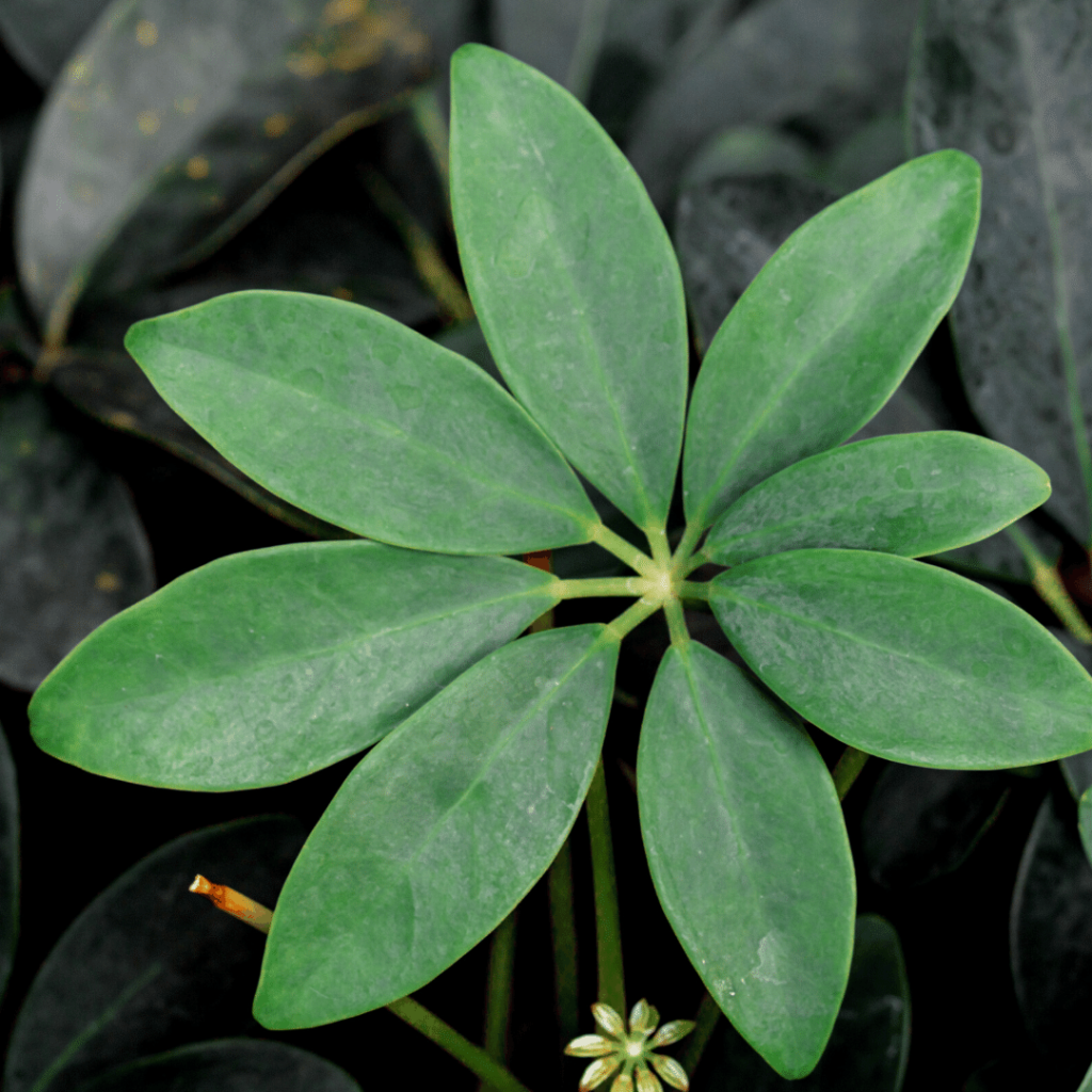 schefflera Arboricola održavanje