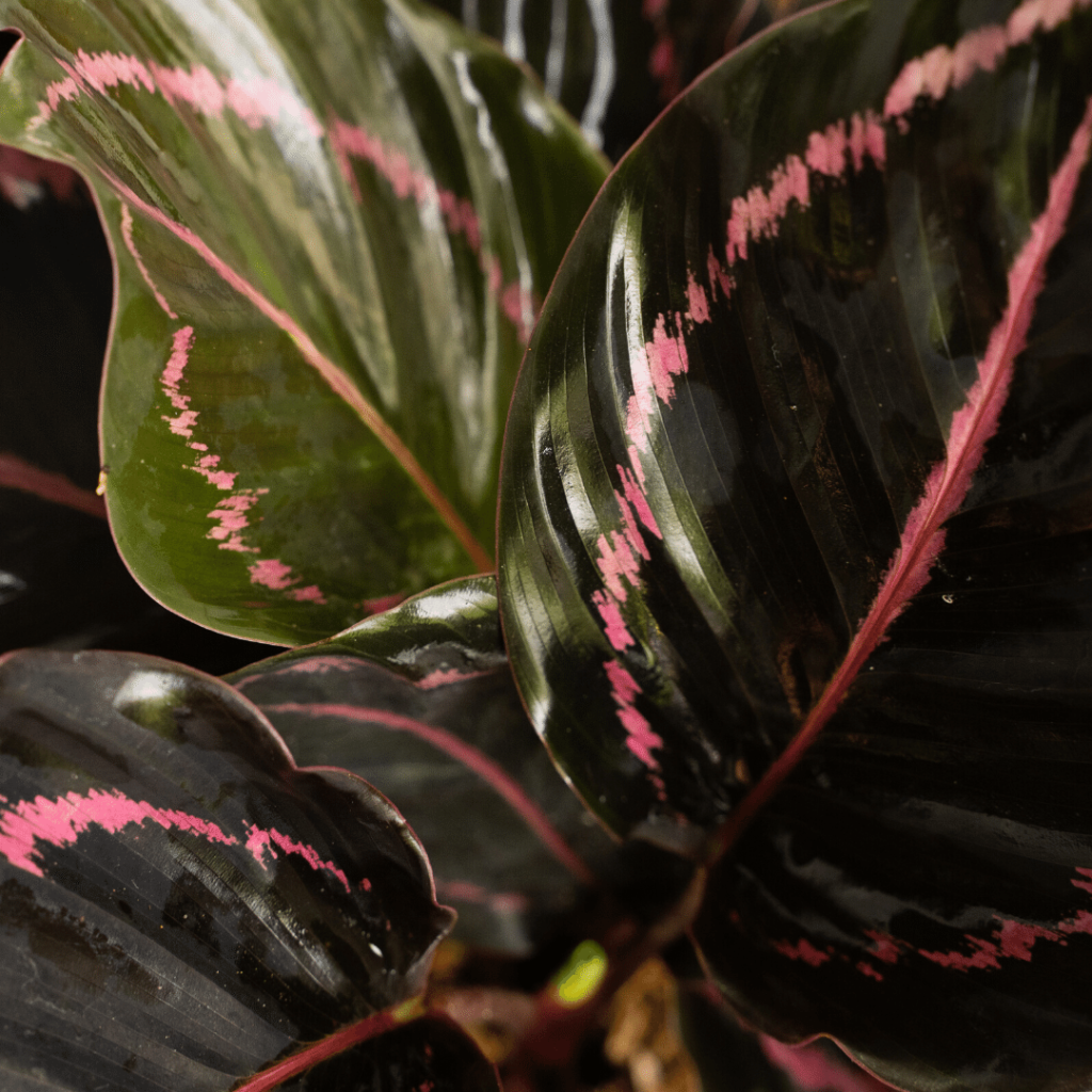 calathea