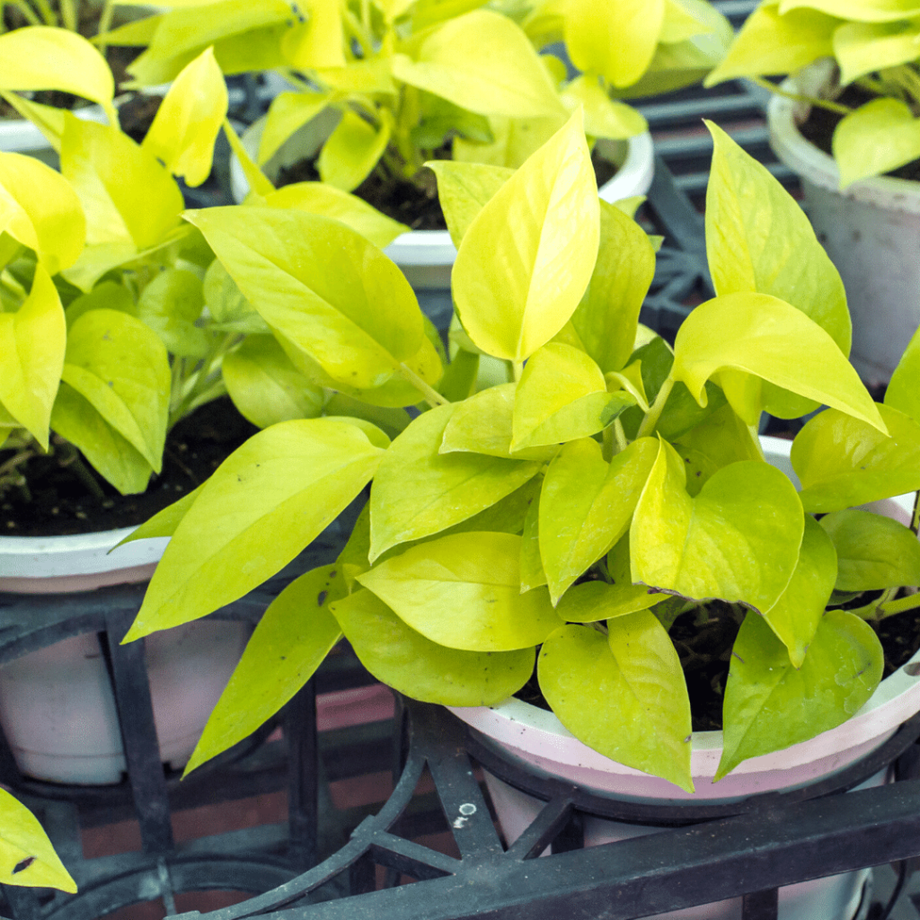 neon pothos