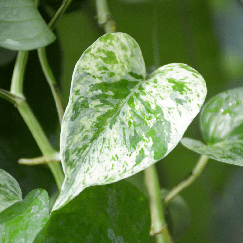 marble queen pothos