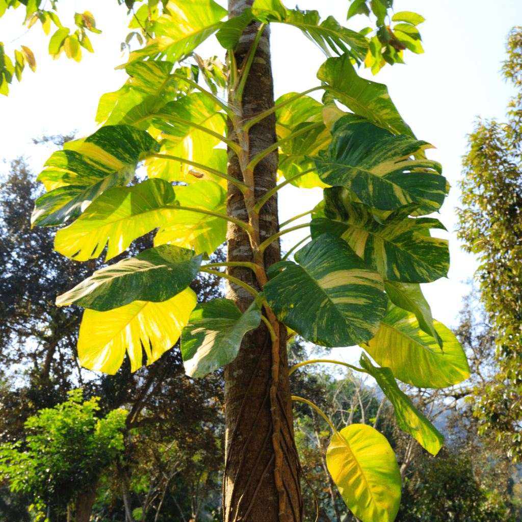 pothos prirodno stanište