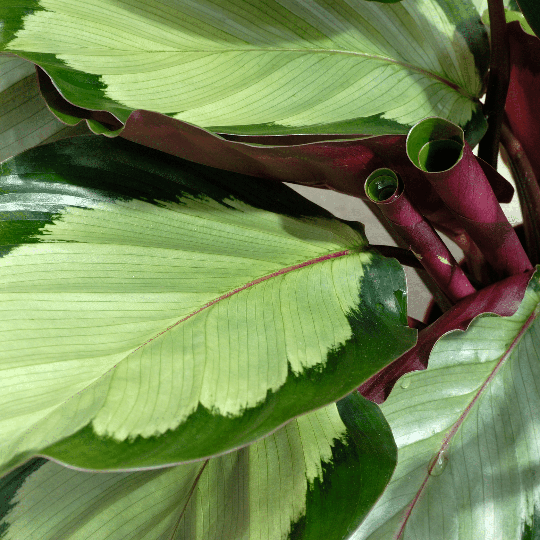 Vrlo česti problem kod Calathea i kako ga spriječiti na jednostavan ...