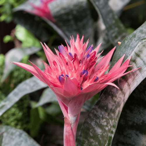 aechmea